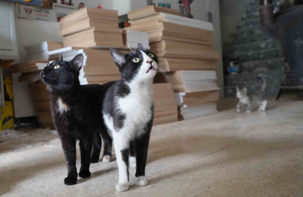 Erzurum’da iki kedinin sahibi ile gezen küçük bir köpeğe saldırdığı