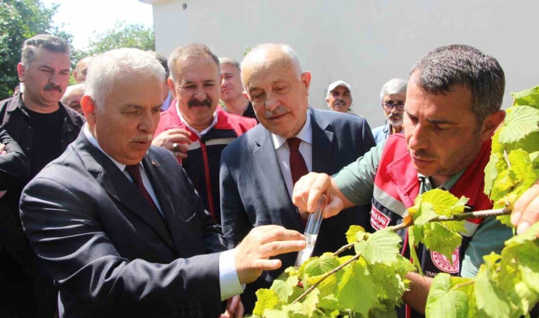 Trabzon’da tarım ürünü zararlısı kahverengi kokarcaya karşı üretilen samuray arıları
