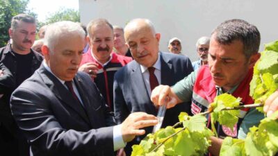 Trabzon’da tarım ürünü zararlısı kahverengi kokarcaya karşı üretilen samuray arıları