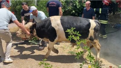 Kocaeli’nin Başiskele ilçesinde atılan sigara izmaritinden kaynaklı otluk alanda çıkan
