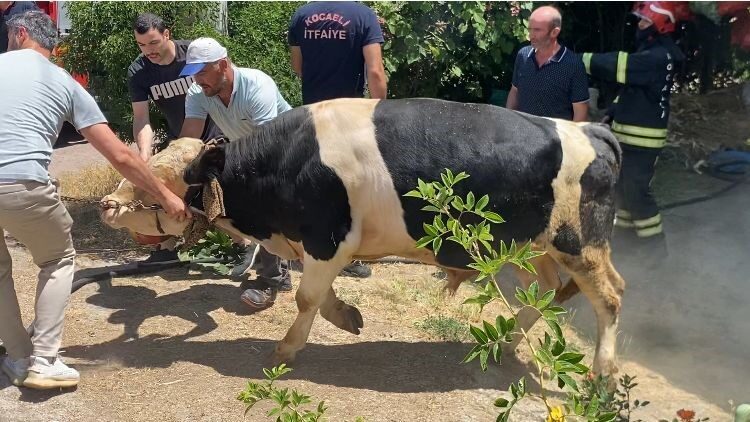 Kocaeli’nin Başiskele ilçesinde atılan sigara izmaritinden kaynaklı otluk alanda çıkan