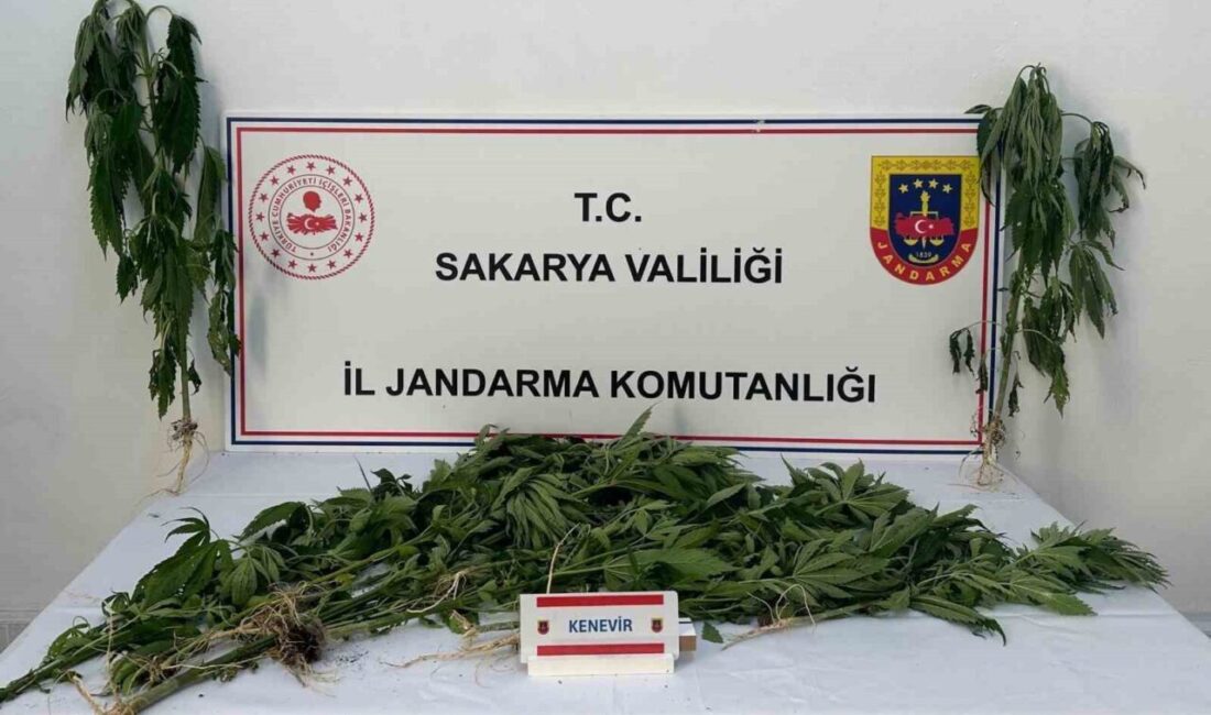 Sakarya’nın Arifiye ve Ferizli ilçelerinde jandarma ekiplerince yapılan uyuşturucu operasyonunda