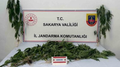 Sakarya’nın Arifiye ve Ferizli ilçelerinde jandarma ekiplerince yapılan uyuşturucu operasyonunda