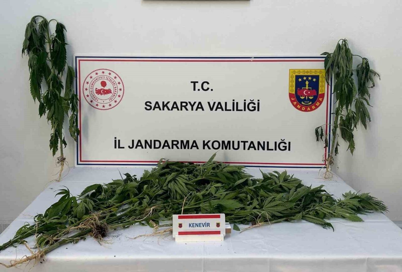 Sakarya’nın Arifiye ve Ferizli ilçelerinde jandarma ekiplerince yapılan uyuşturucu operasyonunda