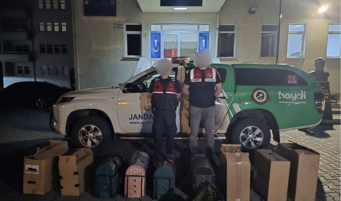 Jandarmadan horoz dövüşüne baskın Trabzon’un Akçaabat ilçesinde horoz dövüşü yaptırdıkları tespit edilen 4 kişi