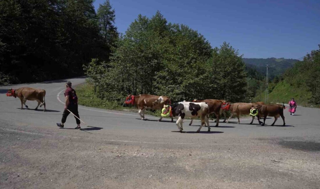 Karadeniz’in köklü geleneklerinden biri olan yayla göçü, Trabzon’un Şalpazarı ilçesindeki