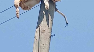Kars’ta elektrik direğinde mahsur kalan kedi ekiplerce kurtarıldı. Kars’ın Digor