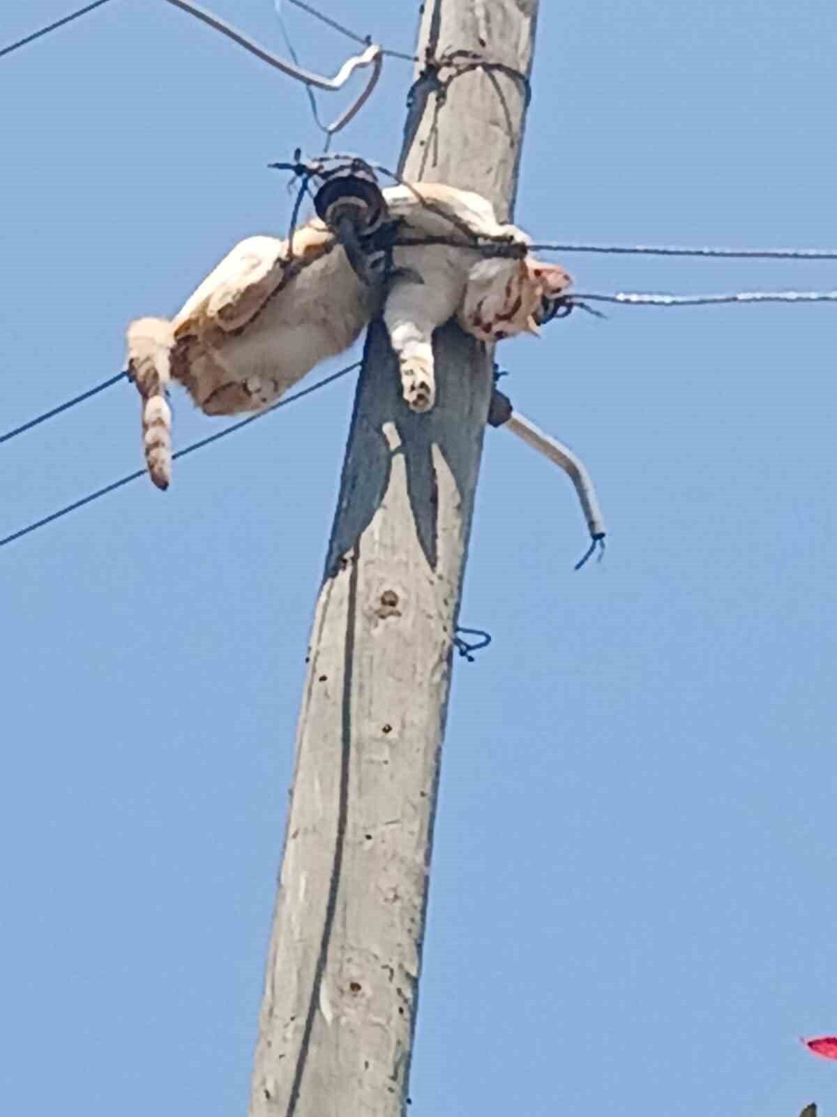 Kars’ta elektrik direğinde mahsur kalan kedi ekiplerce kurtarıldı. Kars’ın Digor