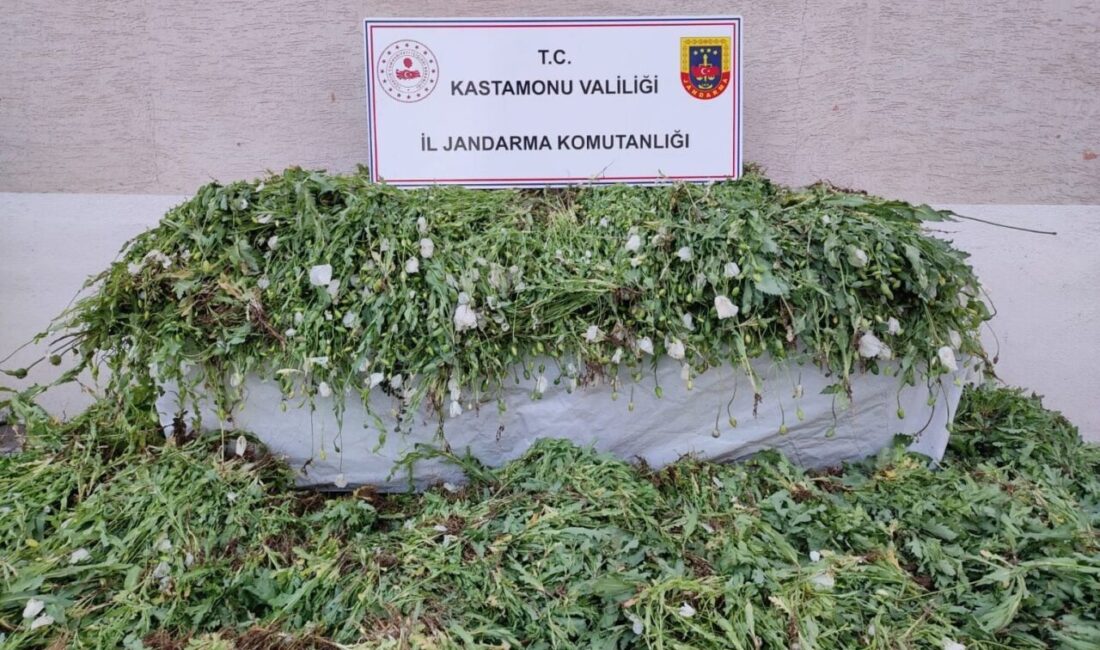 Kastamonu’da, arazisine 120 bin 300 kök haşhaş bitkisi ektiği tespit