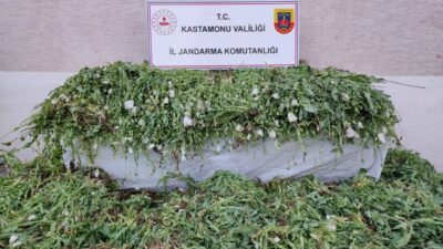Kastamonu’da, arazisine 120 bin 300 kök haşhaş bitkisi ektiği tespit
