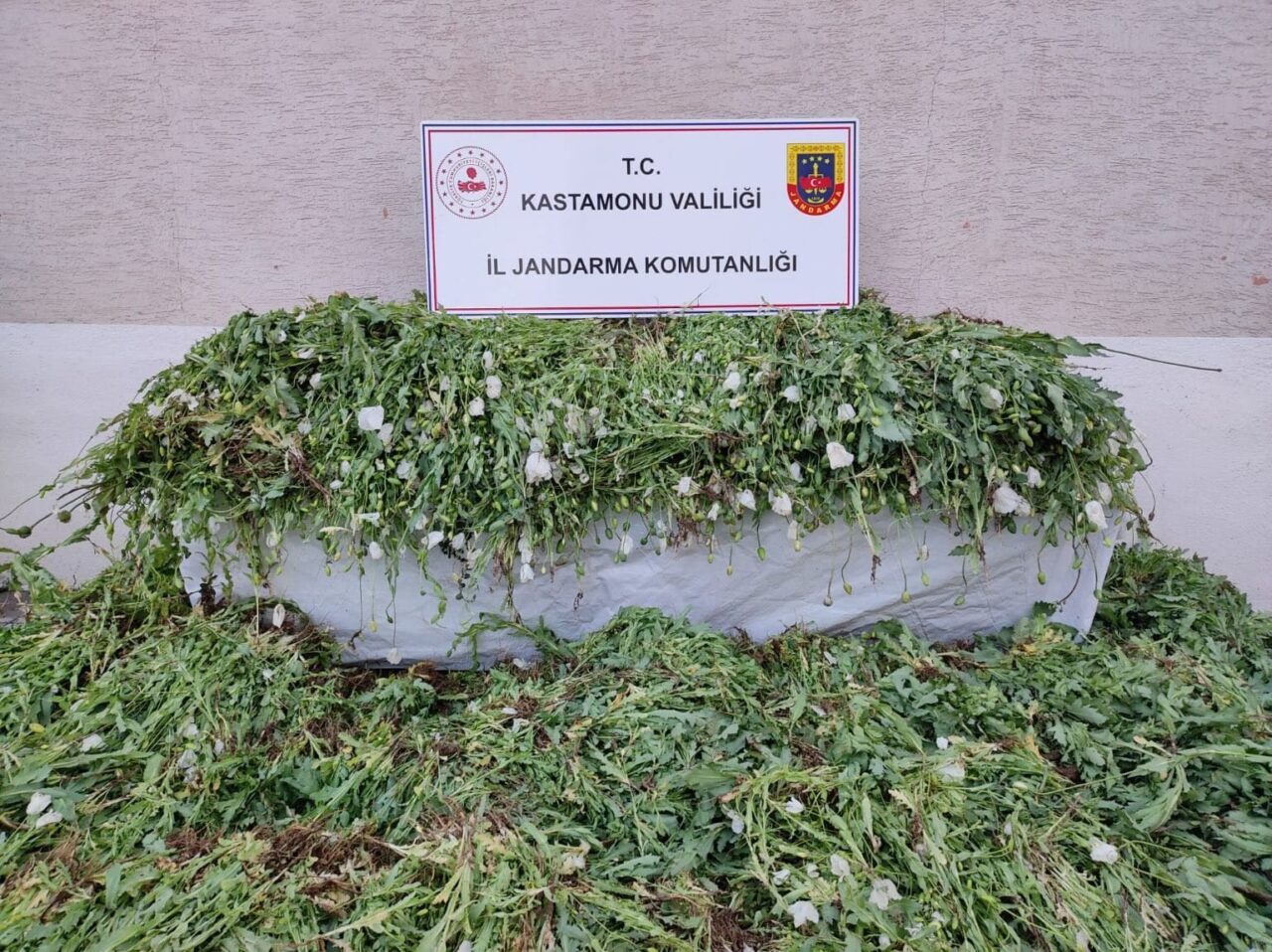 Kastamonu’da, arazisine 120 bin 300 kök haşhaş bitkisi ektiği tespit