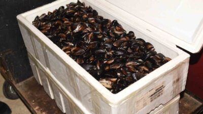 Kastamonu Şehirlerarası Otobüs Terminali’nde yapılan denetimde, soğuk zinciri bozulmuş 45