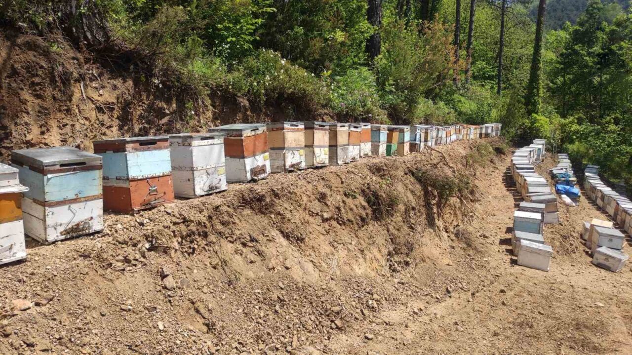Kastamonu’nun Doğanyurt ilçesinde kestane balı üretimi yapan bir üreticinin kovanlarının