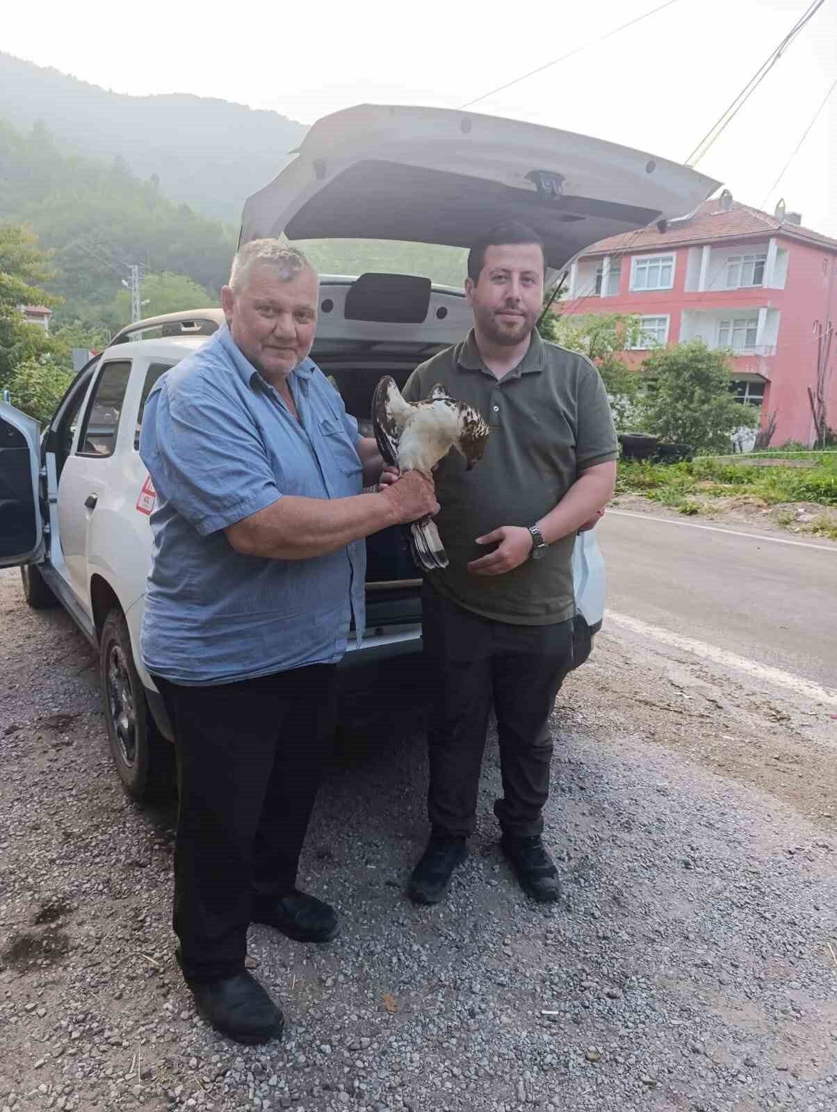 Kastamonu’da vatandaşlar tarafından yaralı halde bulunan şahin, tedavi altına alındı.