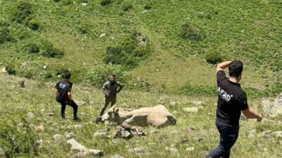 Ardahan’da kayalıklarda mahsur kalan inek, AFAD ekiplerinin çalışmasıyla kurtarıldı. Ardahan