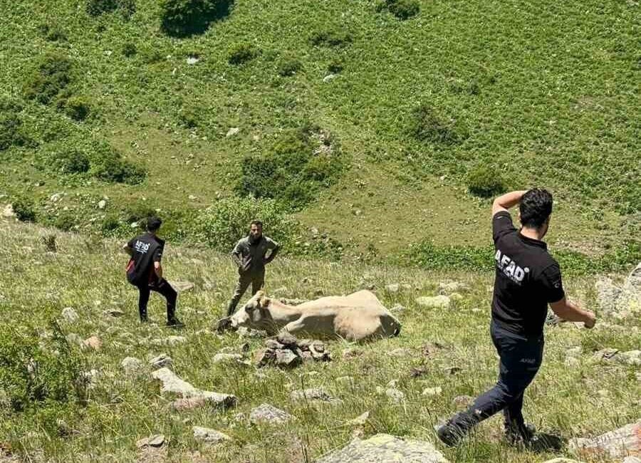 Ardahan’da kayalıklarda mahsur kalan inek, AFAD ekiplerinin çalışmasıyla kurtarıldı. Ardahan