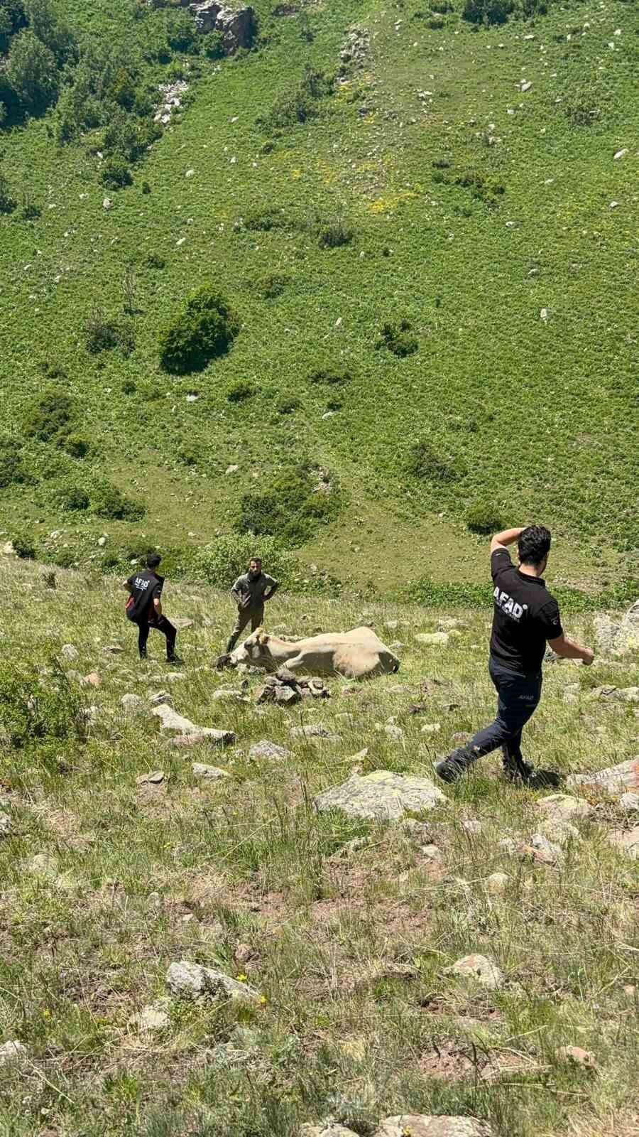 Ardahan’da kayalıklarda mahsur kalan inek, AFAD ekiplerinin çalışmasıyla kurtarıldı. Ardahan
