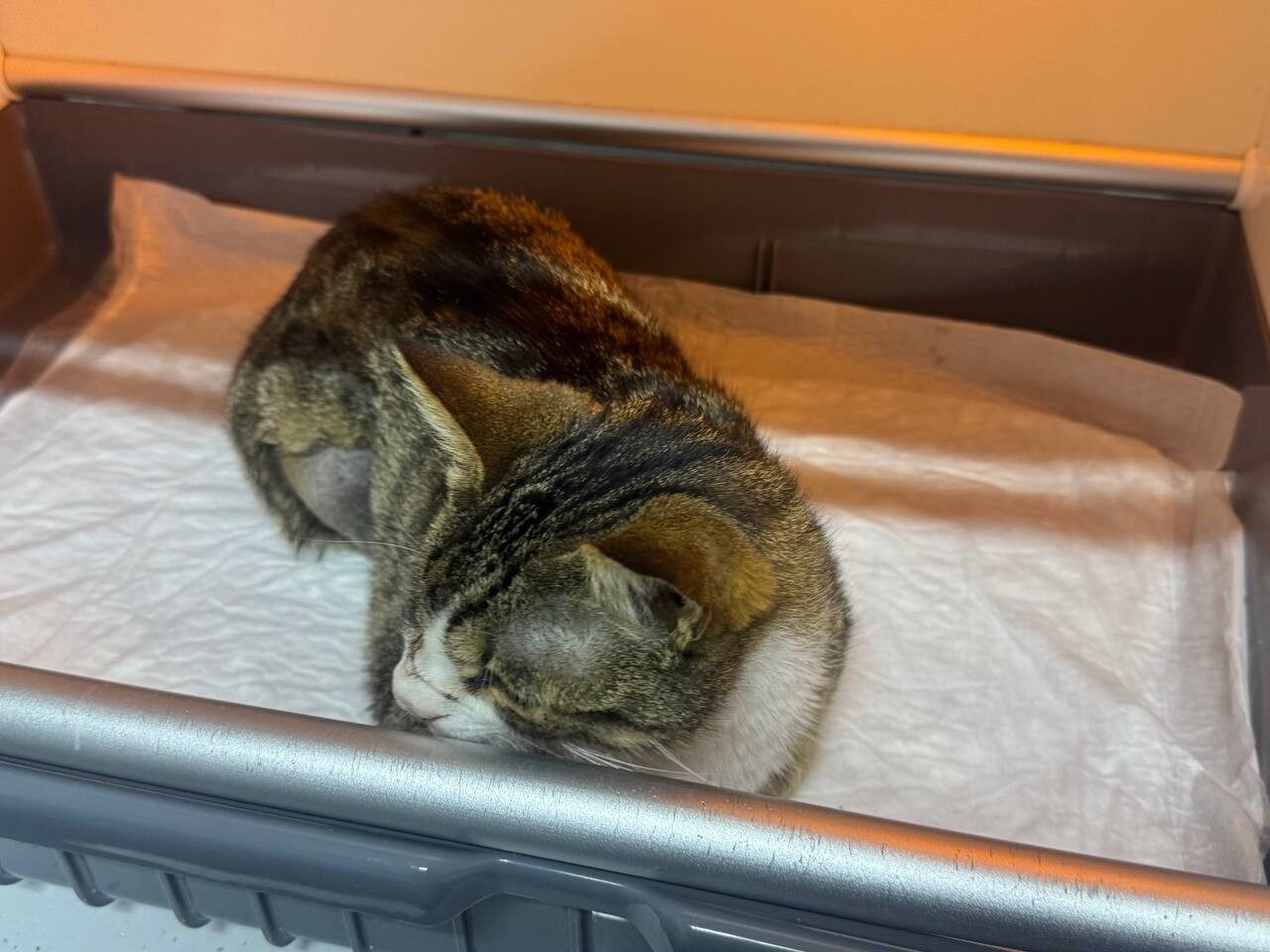 Zonguldak’ta idrarında kan fark edilen ve huzursuzluk belirtileri gösteren kedi