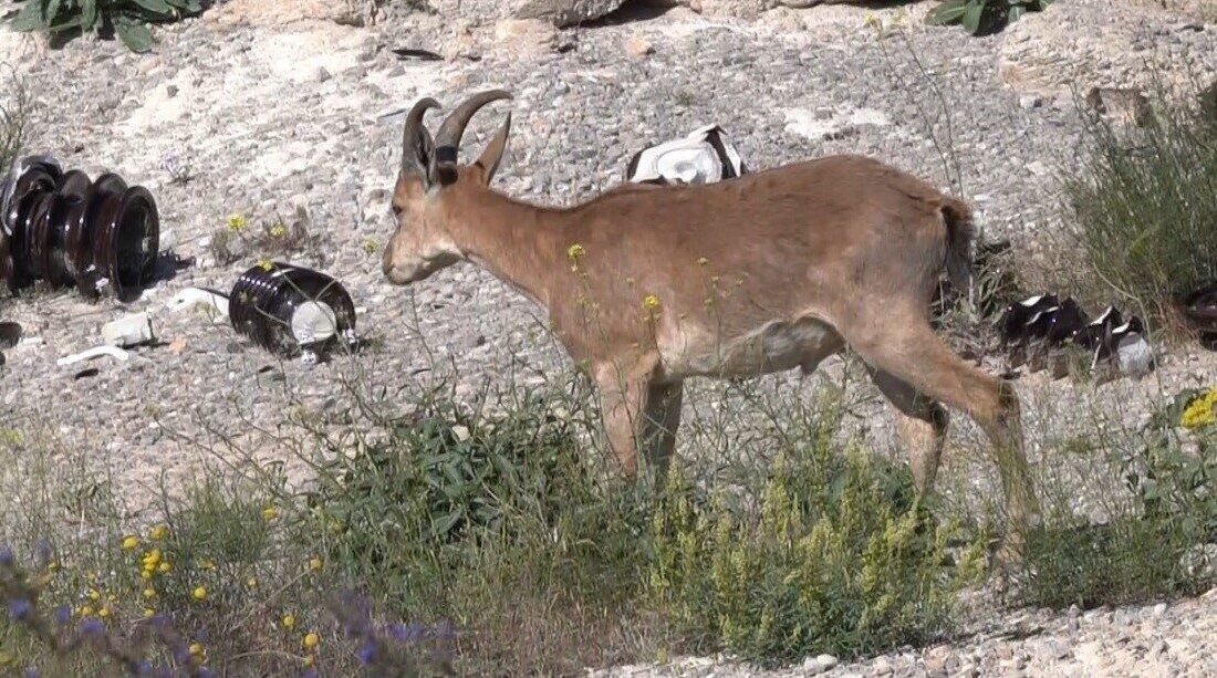 Erzincan’ın Kemaliye ilçesinde şantiye sahasına giren yaban keçisi görüntülendi. Kemaliye’de