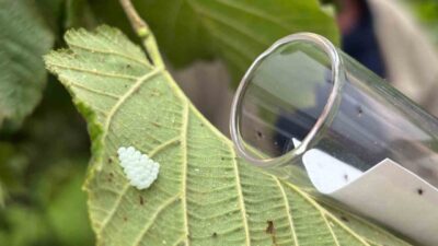 Karadeniz Bölgesi’nde fındık başta olmak üzere birçok tarım ürününe büyük