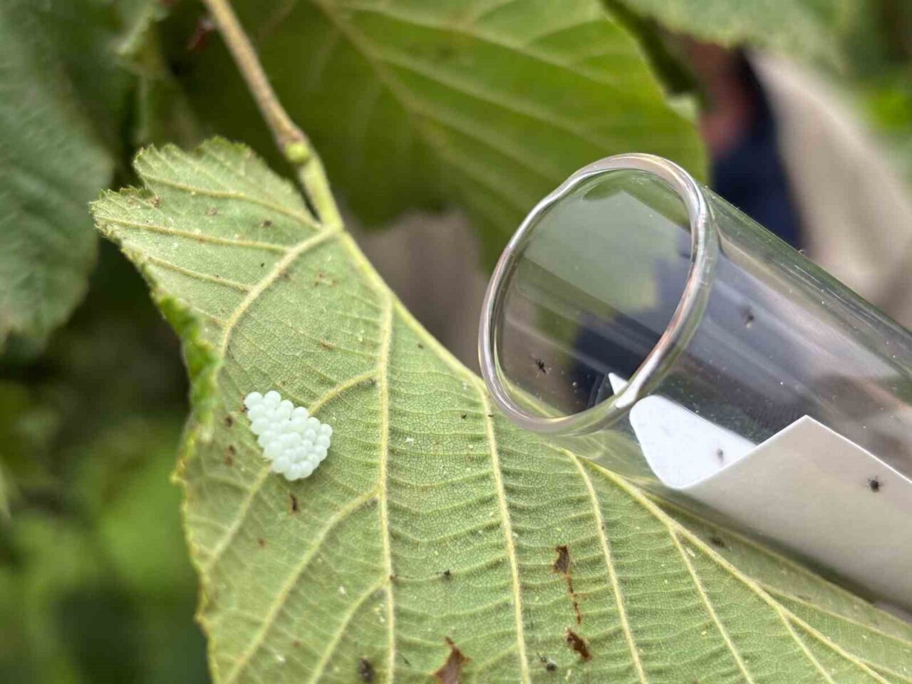 Karadeniz Bölgesi’nde fındık başta olmak üzere birçok tarım ürününe büyük