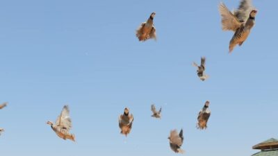 Doğa Koruma ve Milli Parklar Genel Müdürlüğü’nden bir açıklama yapılarak