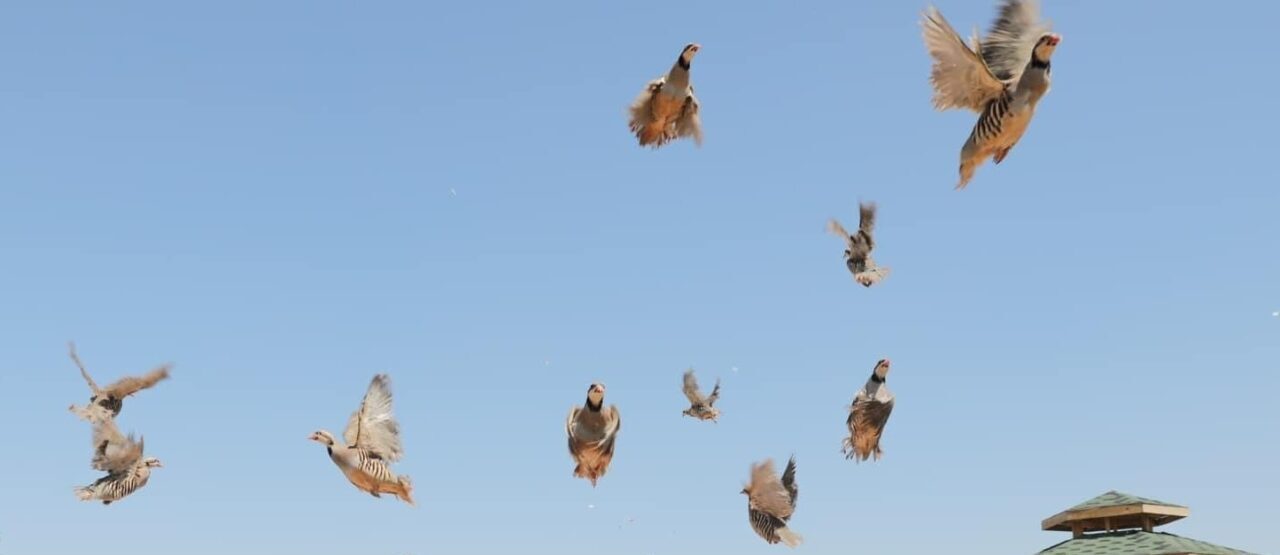 Doğa Koruma ve Milli Parklar Genel Müdürlüğü’nden bir açıklama yapılarak