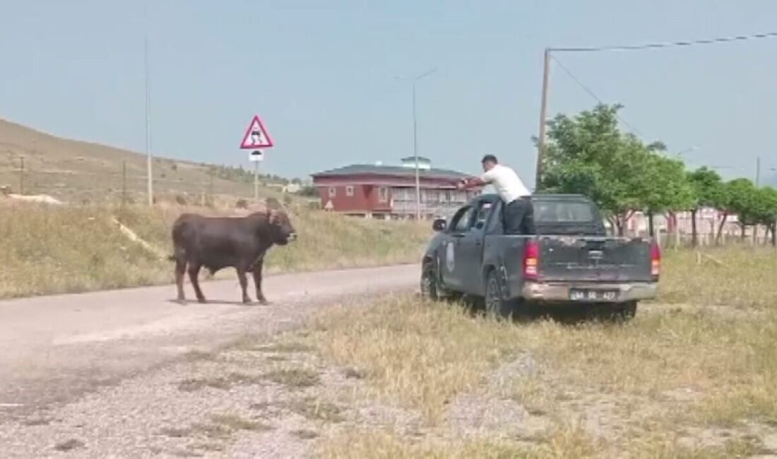 Sivas’ın Suşehri ilçesinde kesim esnasında sahiplerinin elinden kaçıp sokak aralarında