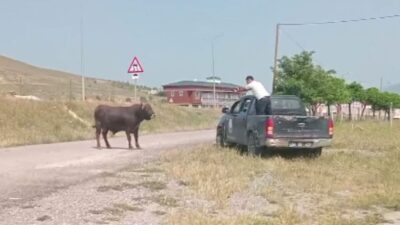 Sivas’ın Suşehri ilçesinde kesim esnasında sahiplerinin elinden kaçıp sokak aralarında