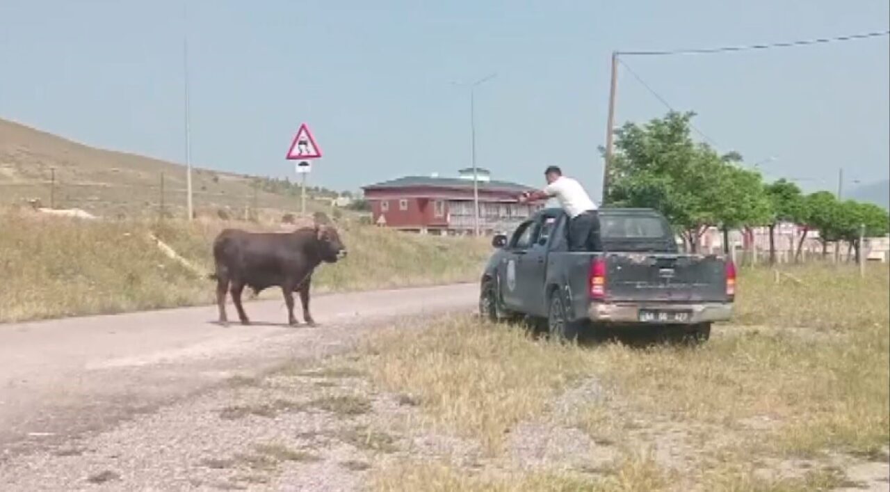 Sivas’ın Suşehri ilçesinde kesim esnasında sahiplerinin elinden kaçıp sokak aralarında