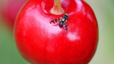 Kiraz üretimi açısından önemli bir potansiyele sahip olan Erzincan’da havaların