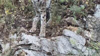 Erzincan’ın Kemaliye ilçesinde nesli tükenme tehdidi altında olduğu için Dünya