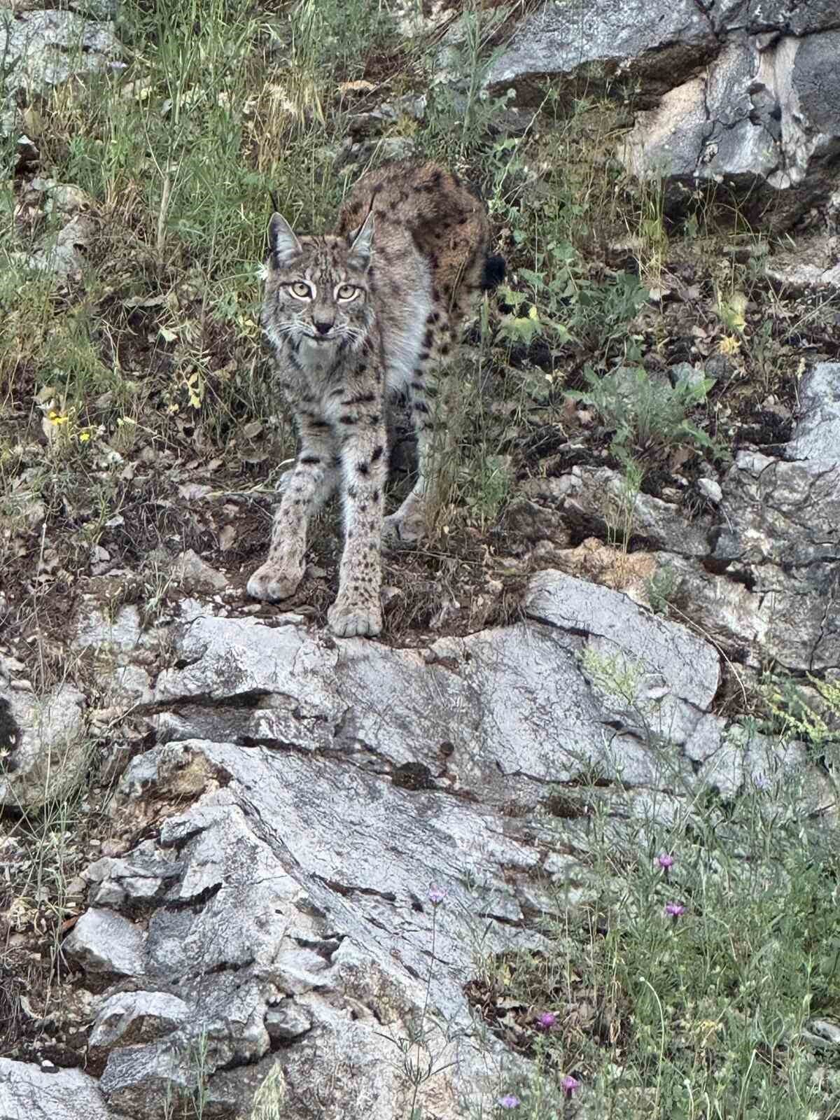 Erzincan’ın Kemaliye ilçesinde nesli tükenme tehdidi altında olduğu için Dünya