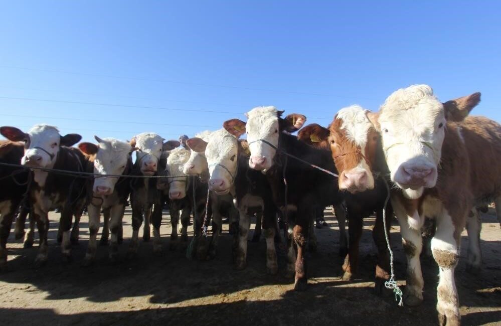 Tarım ve Orman Bakanlığı ile Tarım İşletmeleri Genel Müdürlüğü (TİGEM)