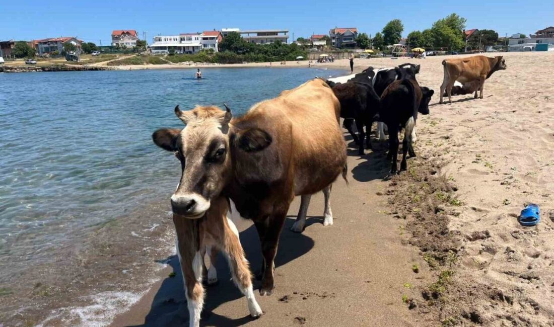 Hava sıcaklığının 35 dereceyi aştığı Kocaeli’nin Kandıra ilçesinde inekler sahile