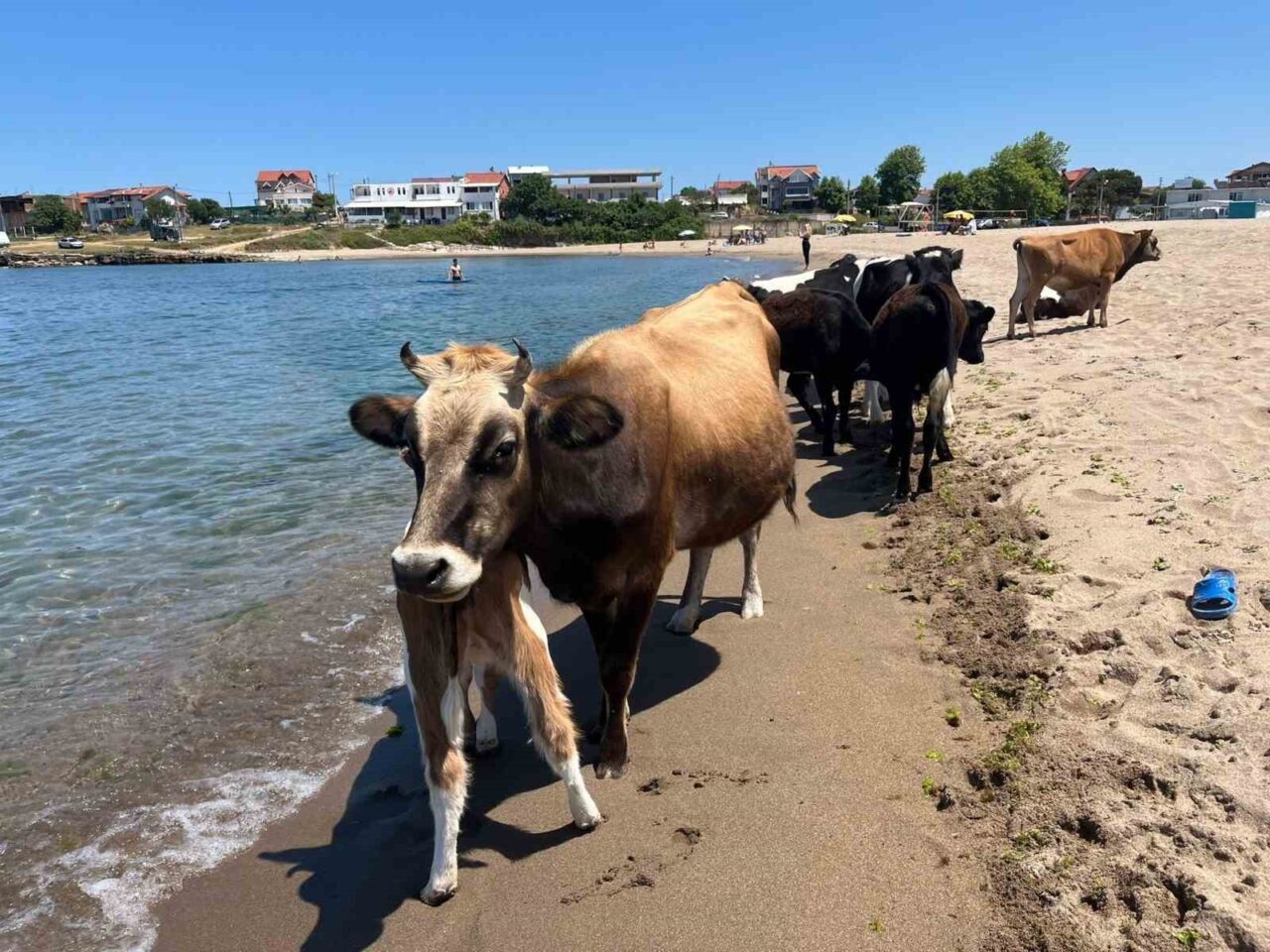 Hava sıcaklığının 35 dereceyi aştığı Kocaeli’nin Kandıra ilçesinde inekler sahile