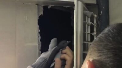 Sivas’ta bir apartmanın havalandırma boşluğuna düşen güvercin itfaiye ekiplerince kurtarılarak