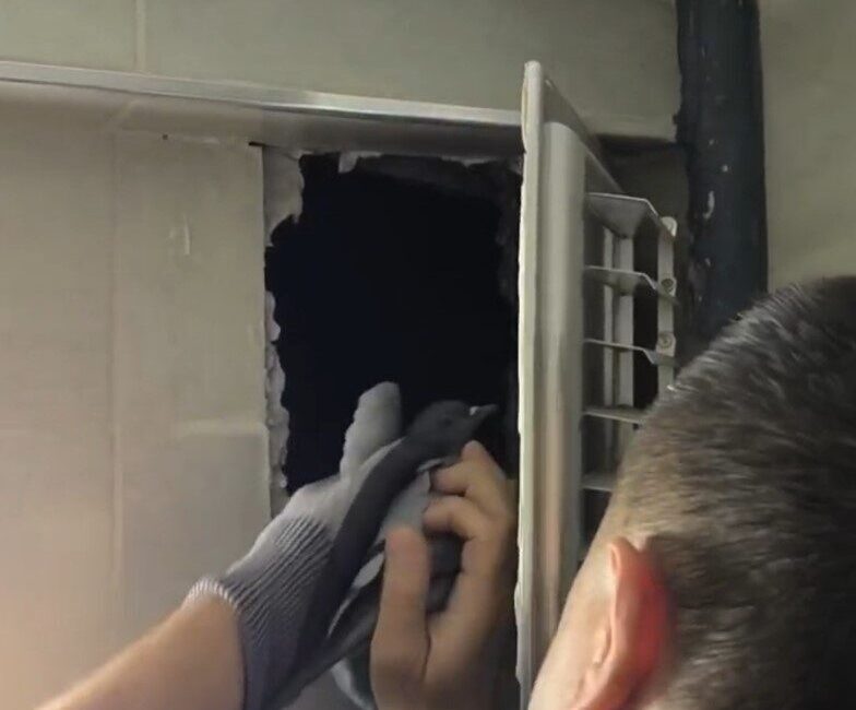 Sivas’ta bir apartmanın havalandırma boşluğuna düşen güvercin itfaiye ekiplerince kurtarılarak