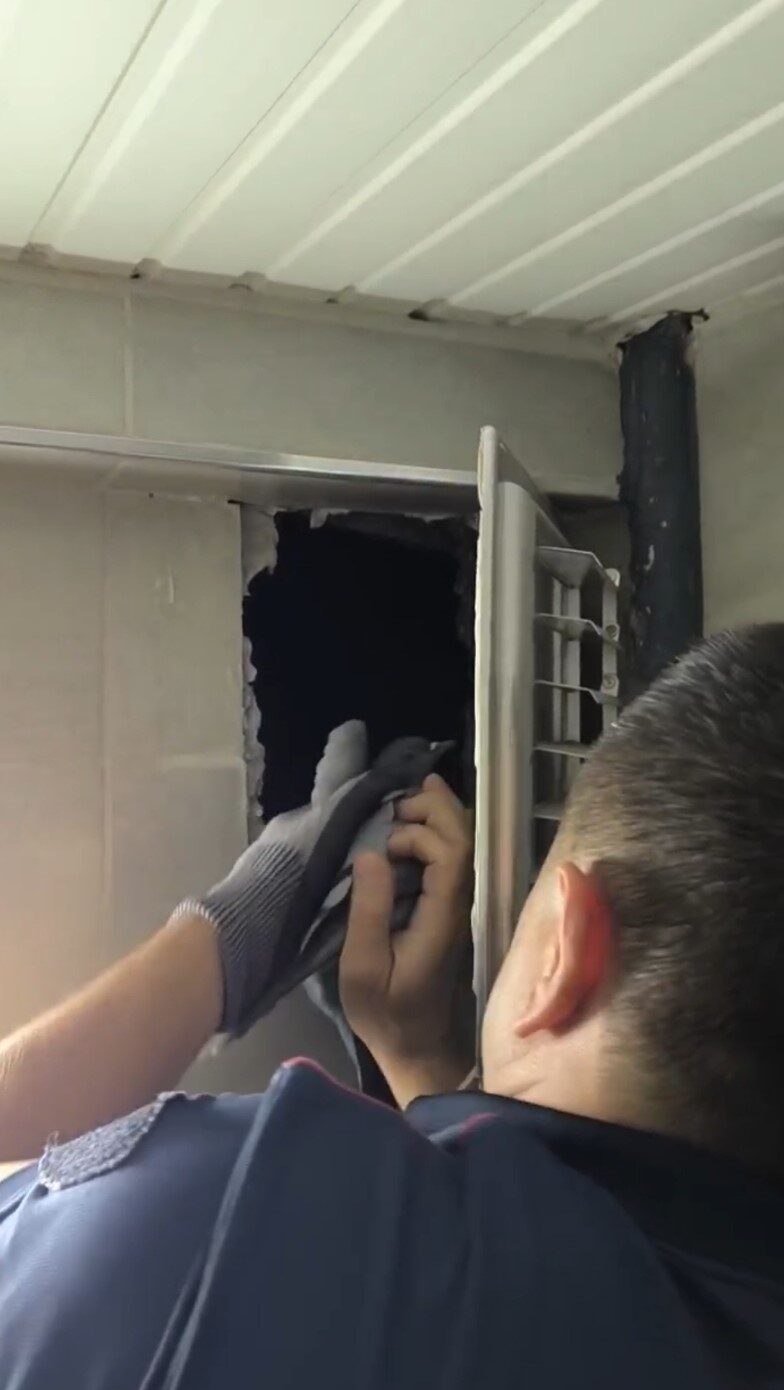 Sivas’ta bir apartmanın havalandırma boşluğuna düşen güvercin itfaiye ekiplerince kurtarılarak