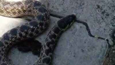 Erzincan’ın Tercan ilçesine bağlı Küllüce köyünde kümesteki yumurtaları yiyen yılanı