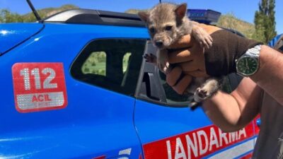 Erzurum’un Narman ve Şenkaya ilçelerinde duyarlı vatandaşlar tarafından bulunan bir