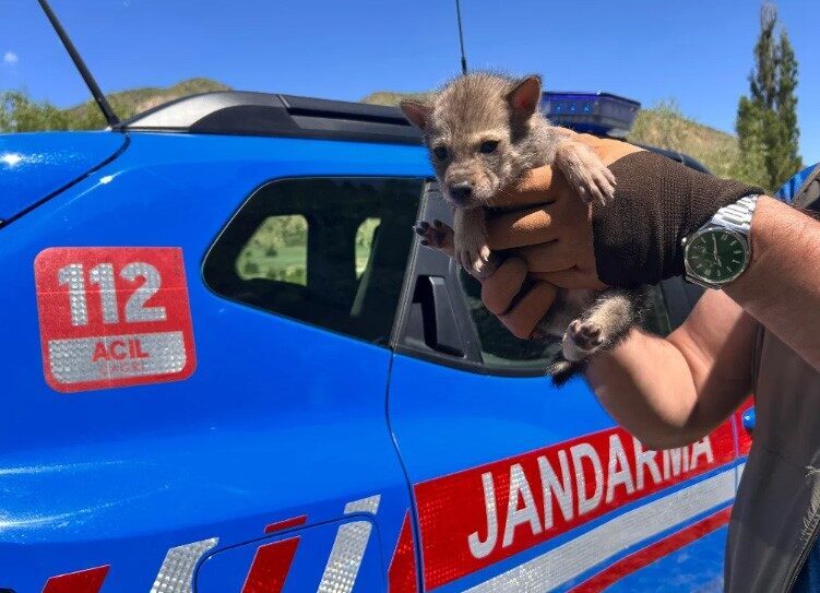 Erzurum’un Narman ve Şenkaya ilçelerinde duyarlı vatandaşlar tarafından bulunan bir