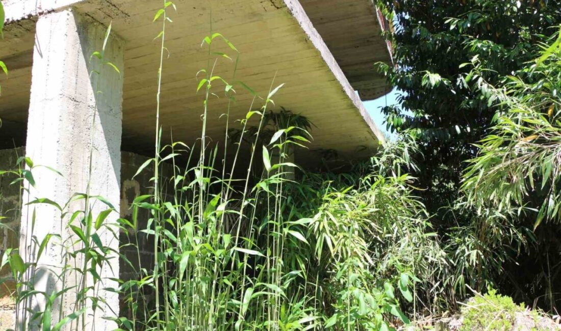Rize’de geçmişte kalem ve olta yapımı için dikilen kamış bitkisi,