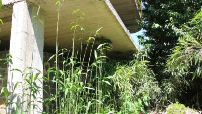 Rize’de geçmişte kalem ve olta yapımı için dikilen kamış bitkisi,