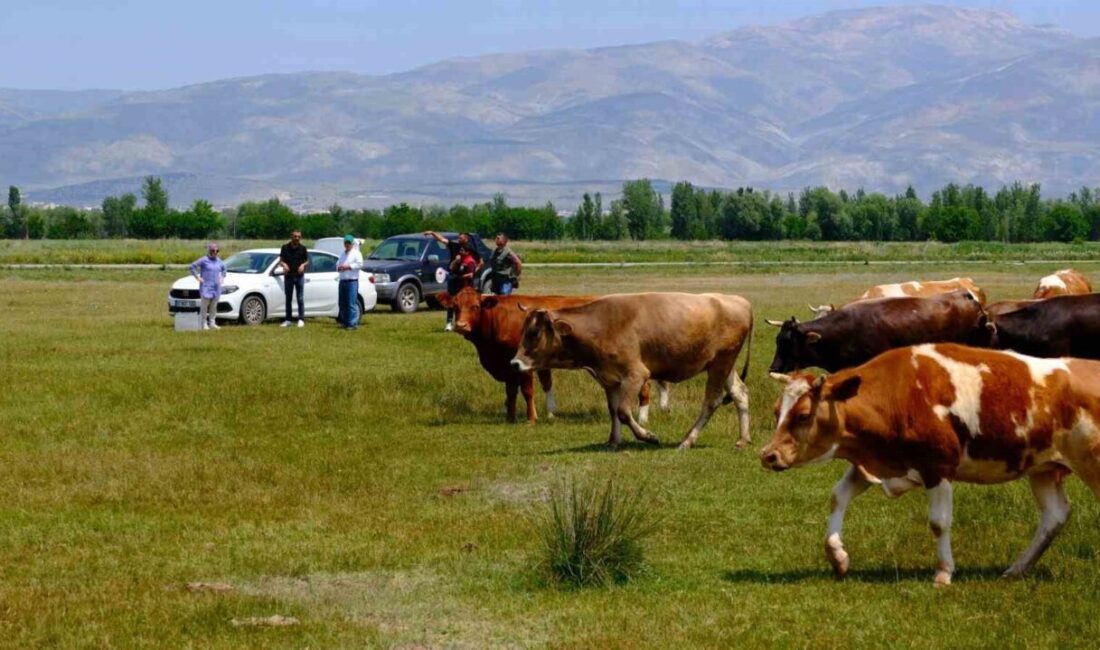 Erzincan’da köylerdeki meralarda otlatılan hayvanların su ihtiyaçlarının giderilmesi amacıyla ıslah