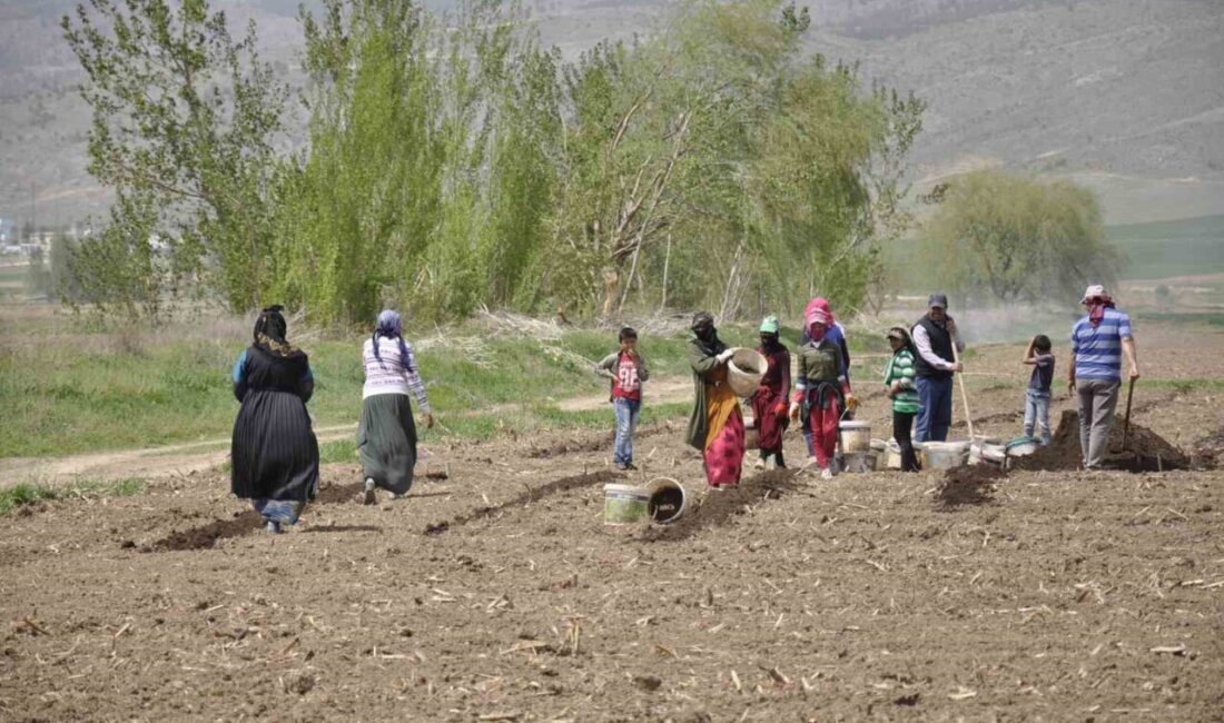 Mevsimlik tarım işçileri tarlalarda rızıklarını çıkarıyor Erzincan’da Doğu ve Güneydoğu illerinden gelen mevsimlik tarım işçileri, 35