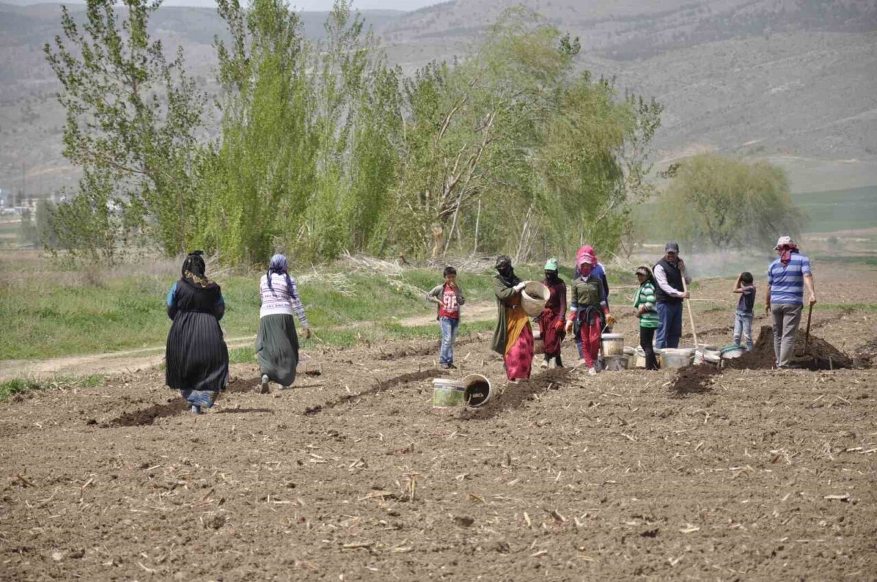 Erzincan’da Doğu ve Güneydoğu illerinden gelen mevsimlik tarım işçileri, 35