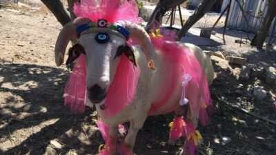 Bayburt’ta gelin koçu geleneği asırlardır yaşatılıyor. Bayburt’ta gelin adayına Kurban