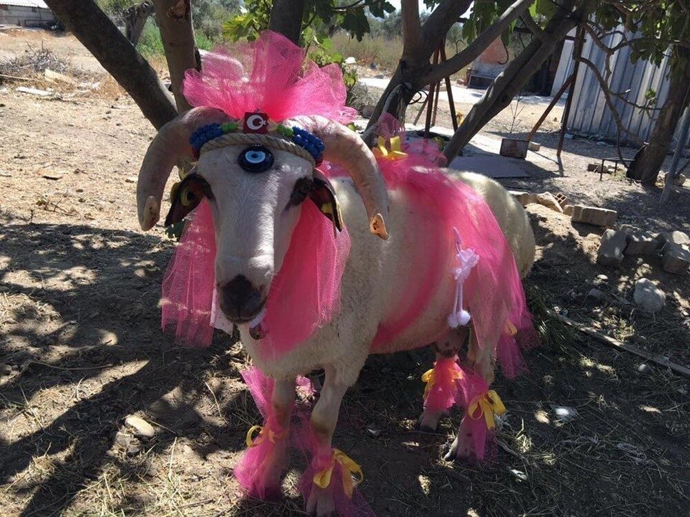 Bayburt’ta gelin koçu geleneği asırlardır yaşatılıyor. Bayburt’ta gelin adayına Kurban