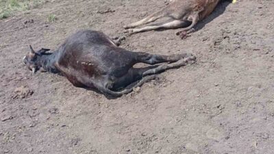 Erzurum’un Oltu ilçesine bağlı Süleymanlı ve Nügürcük mahallelerinin ortak kullandığı